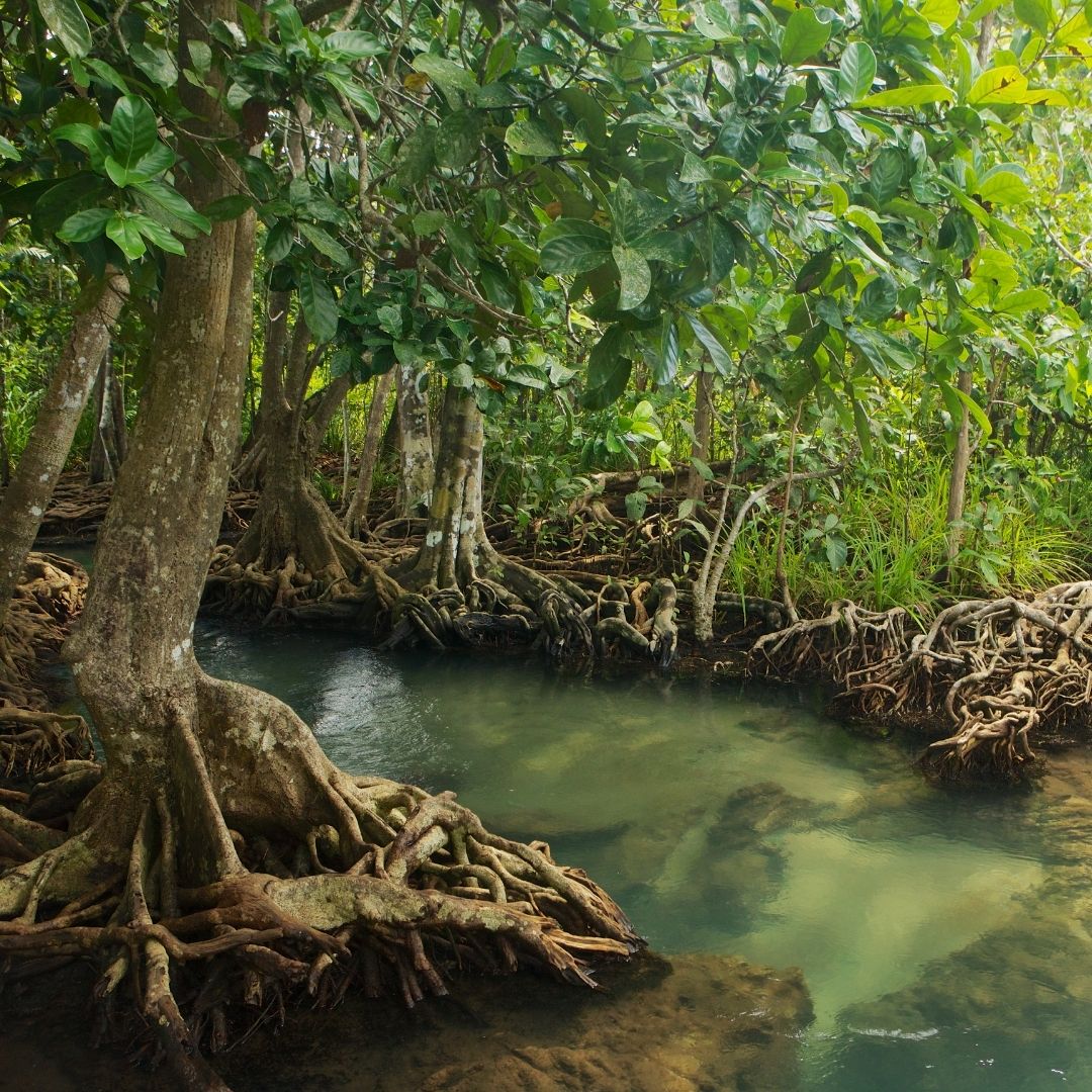 Mangroven - die Regenwälder der Meere