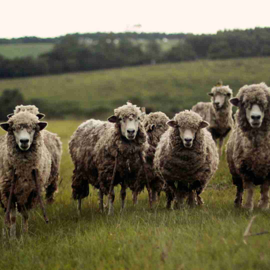 Responsible Wool Standard » Nachhaltige Wolle ohne Tierleid – SALZWASSER