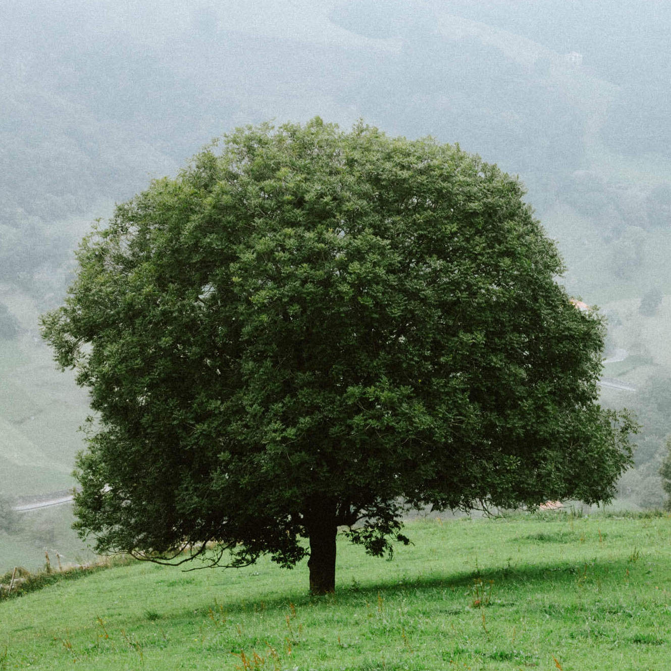 Grüner Baum auf den Hügeln von Kantabrien