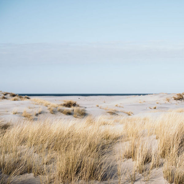 Dünenlandschaft Norderney