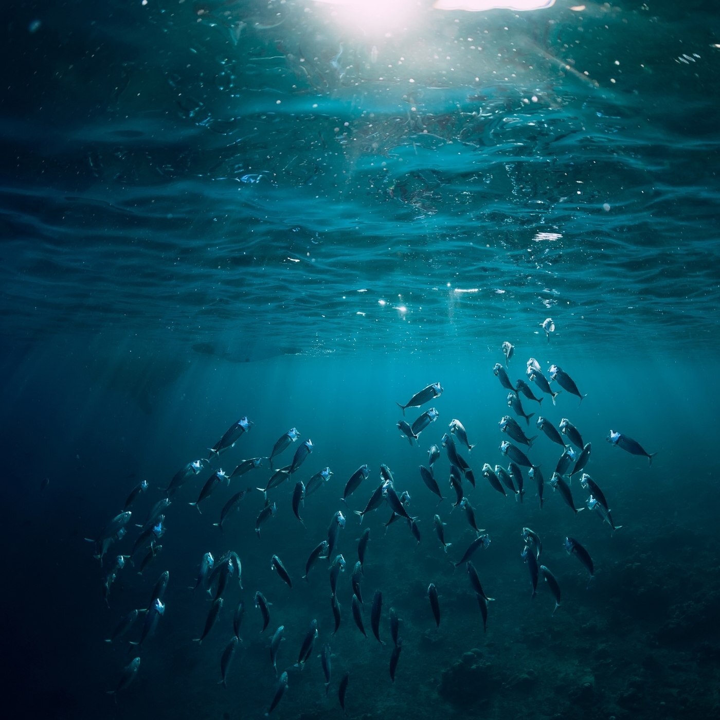 Warum sind Fische so wichtig für die Ozeane?