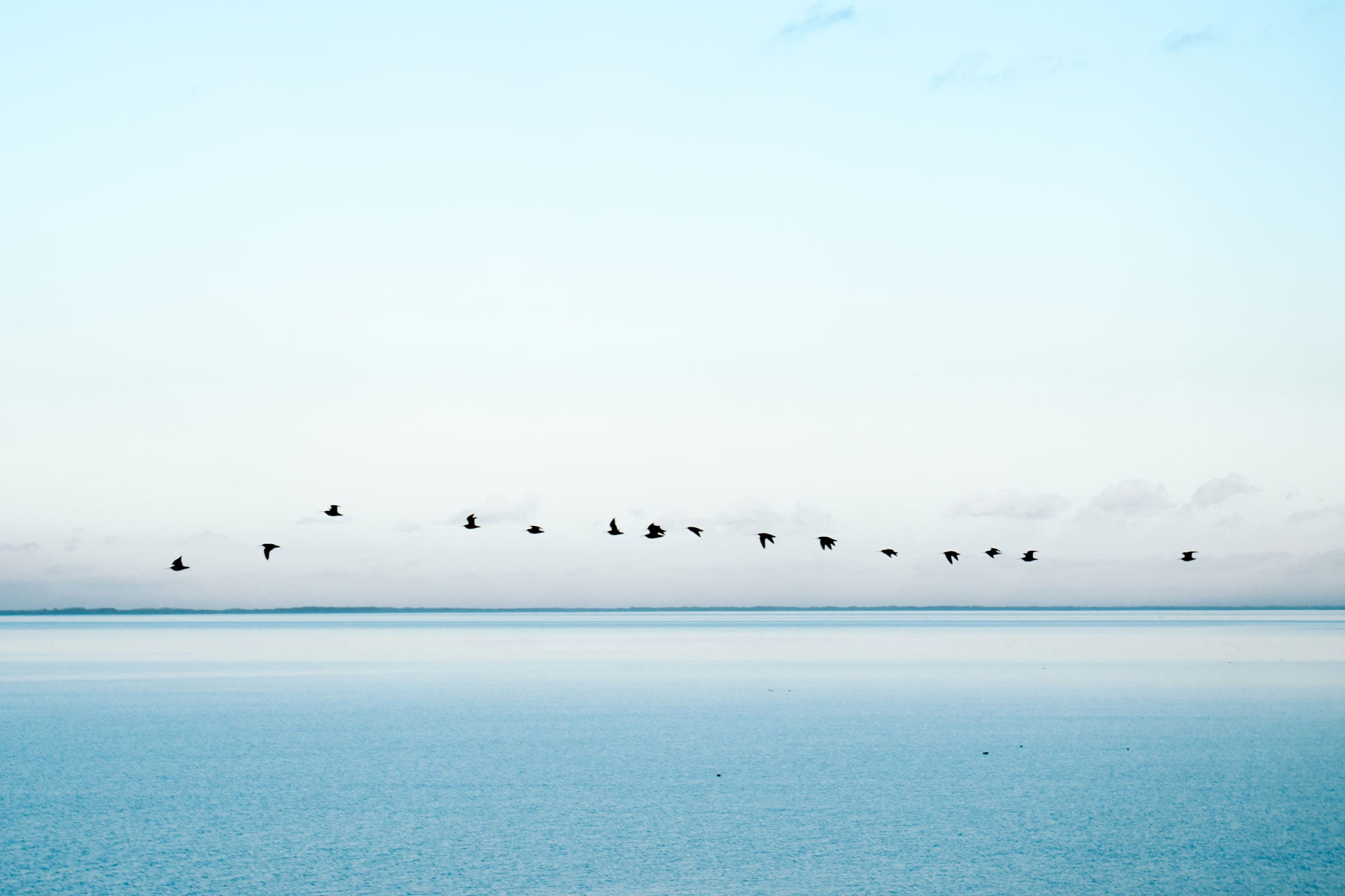 Vögel über hellblauem Meer vor Horizont