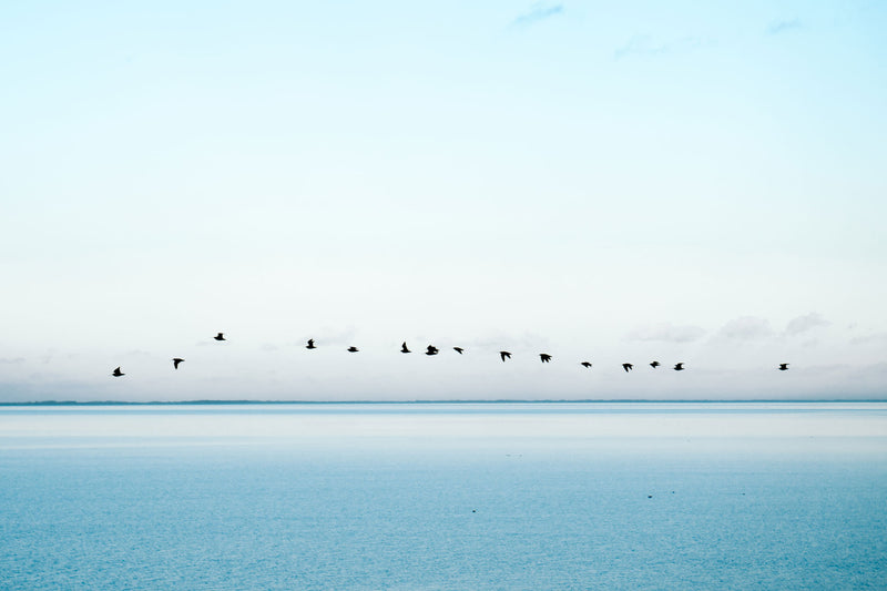 Vögel über hellblauem Meer vor Horizont
